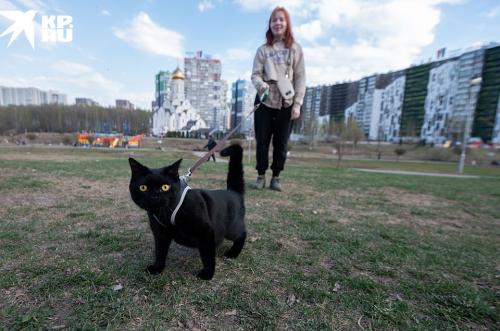 Самый комфортный город в Ленинградской области. ЛОНДОН + ВЕНА = КУДРОВО