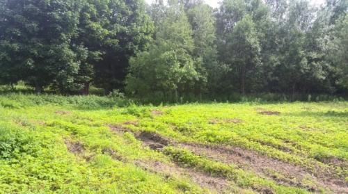 Карта грунтов Ленинградской области. Почвы Санкт-Петербурга и Ленинградской области